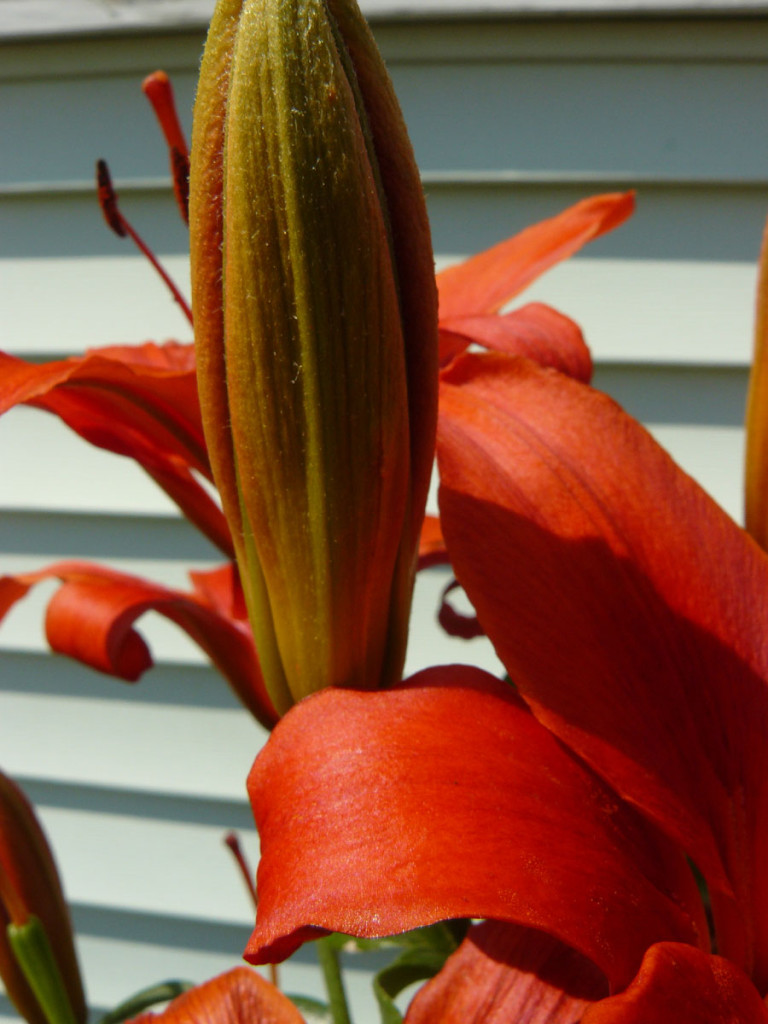 Photo #265: Daylilies