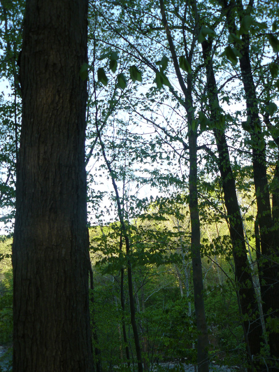 Photo #268: Gradient Trees