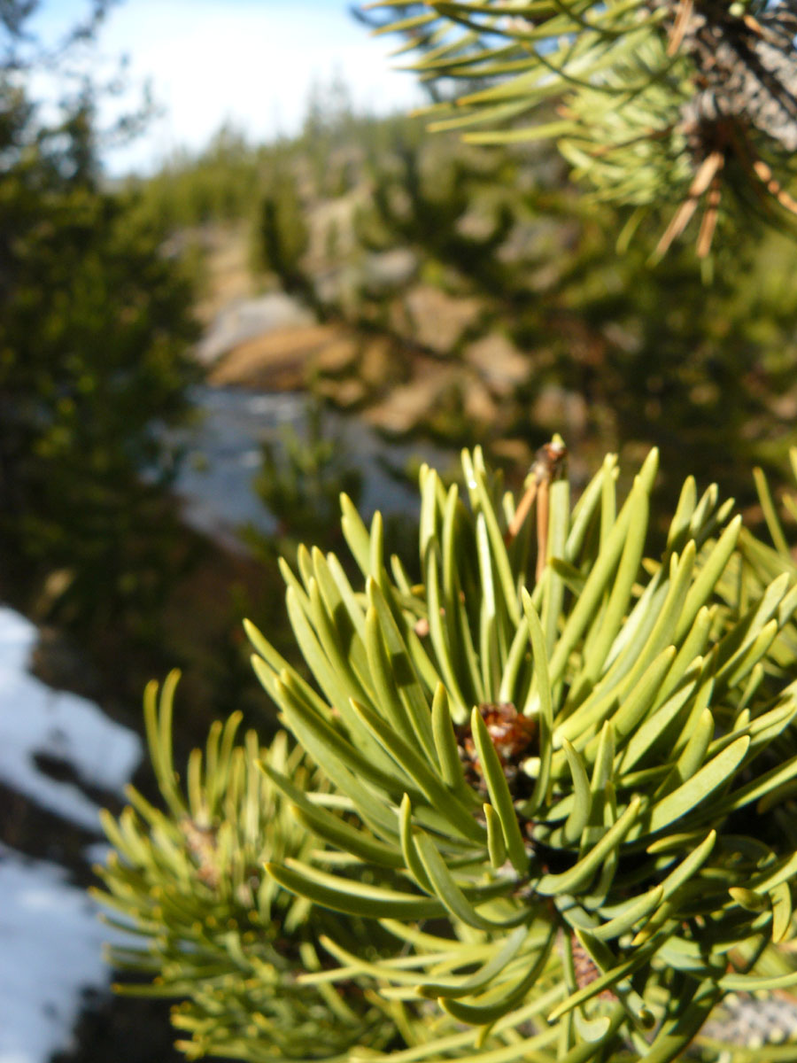 Photo #271: Pine Needles