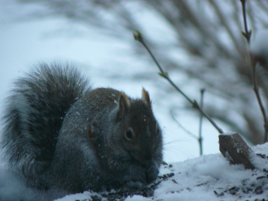 Photo #279: Hungry Squirrel