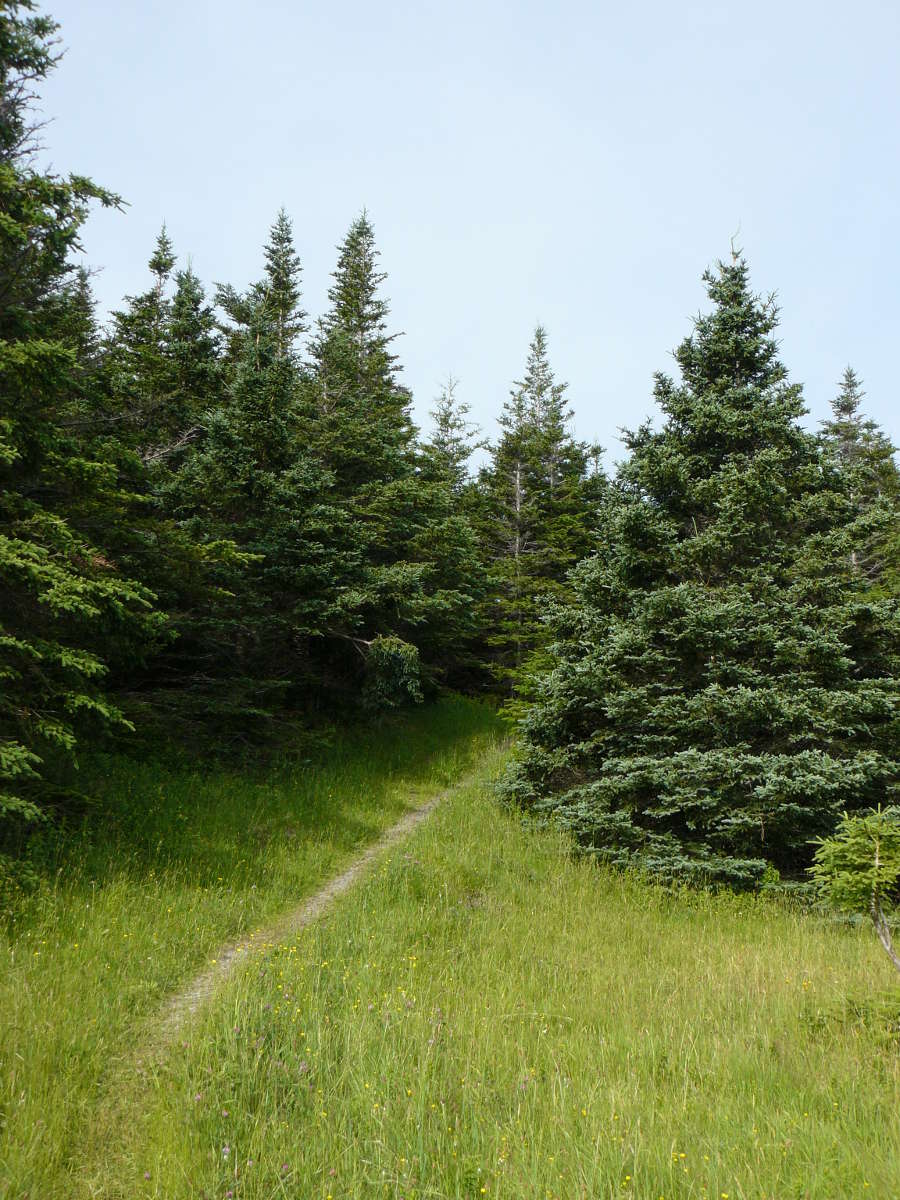 Photo #284: Forest Path