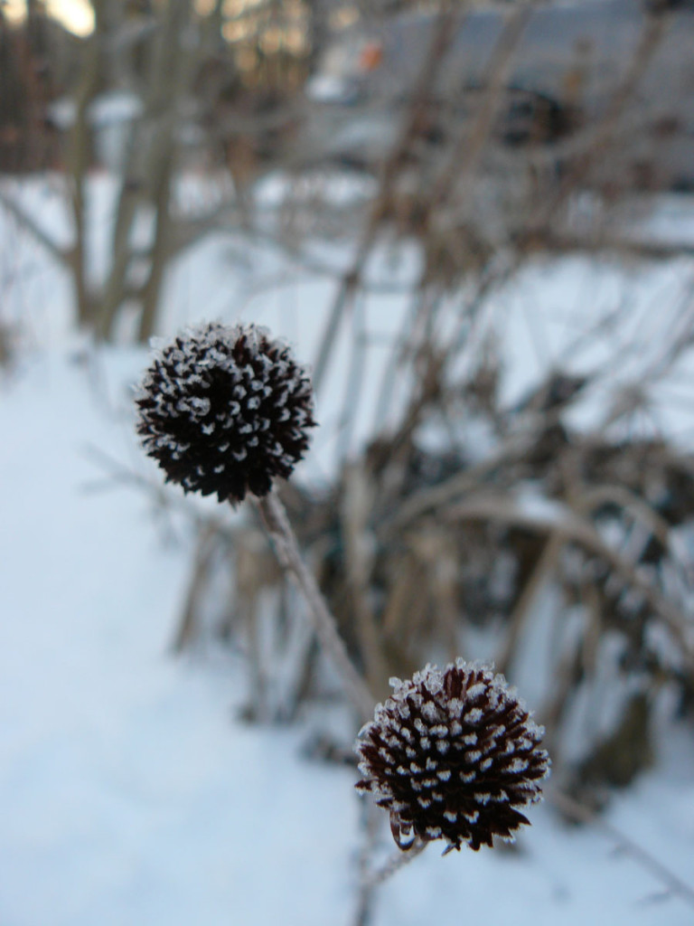 Photo #285: Icy Plants