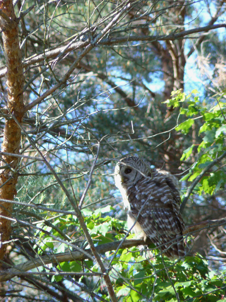 Photo #287: Barred Owl