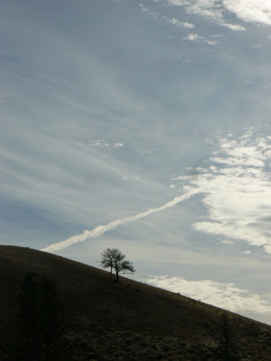 Photo #288: Two Trees