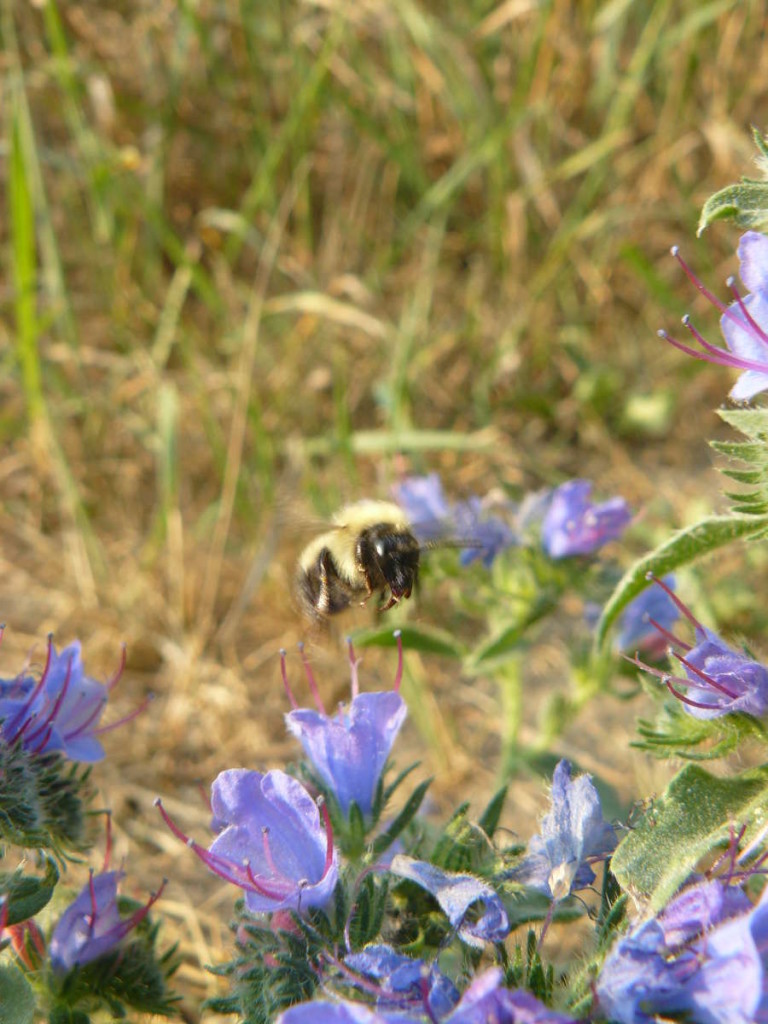 Photo #299: Buzzing Bee