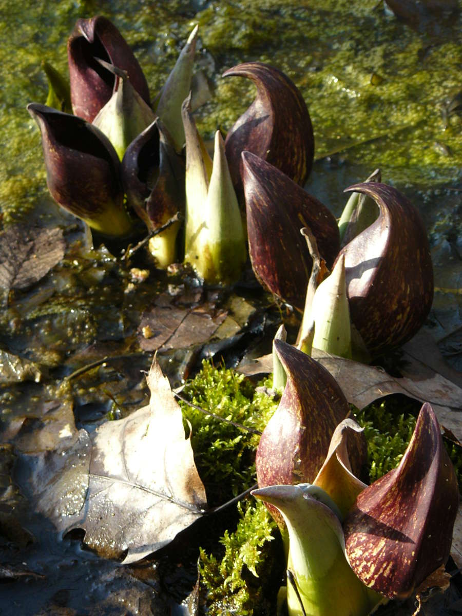 Photo #302: Skunk Cabbage