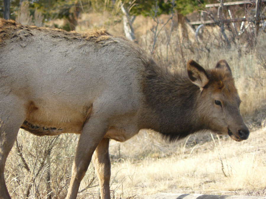 Photo #306: Elk Look